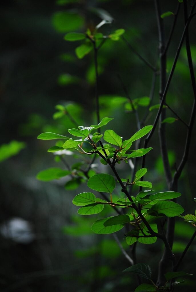 plants, green, leafs, growth, nature, earth, garden, flower wallpaper, beautiful flowers, environment, life, new, dirt, growing, spring, environmental, flowers, wild, wild flowers, new beginning, bud, sprout, purple, dark, moody, sad, haunting, flower background, organic, leaves, natural, peaceful, wellness, scene, flora, foliage, green earth, green life, green news, green dark, green peace, green wellness, green new